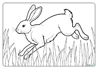 Haas kleurplaat — gratis printbare PDF