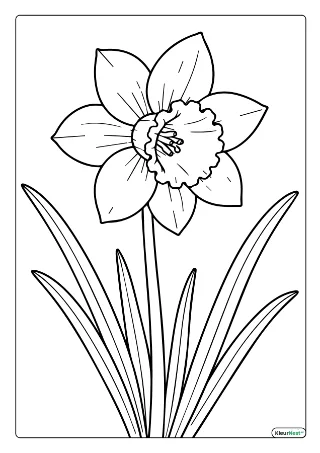 Narcis kleurplaat — gratis printbare PDF