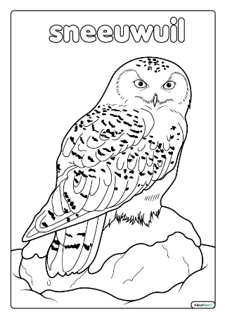 Sneeuwuil kleurplaat — gratis printbare PDF